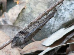 Glenoleon pulchellus