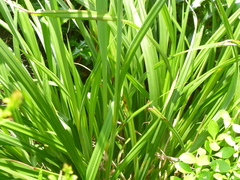 Carex pendula