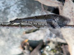 Glenoleon pulchellus