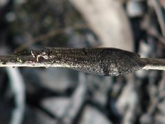 Glenoleon pulchellus