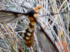 Leptotarsus clavatus