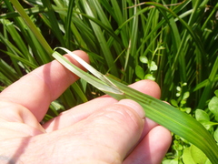 Carex pendula
