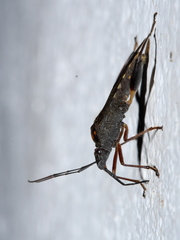 Tupalus maculatus