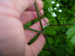 Chaerophyllum temulum