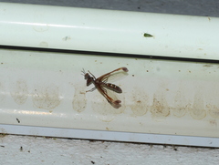 Pseudoclimaciella