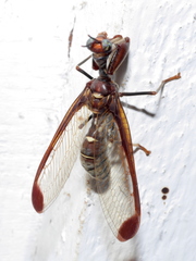 Pseudoclimaciella
