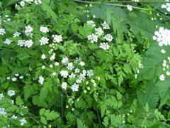 Chaerophyllum temulum