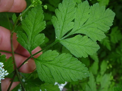 Chaerophyllum temulum