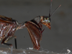Pseudoclimaciella