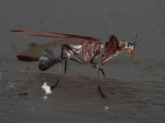 Pseudoclimaciella