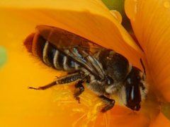 Austrothurgus rubricatus