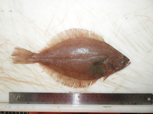 American Plaice