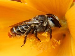 Austrothurgus rubricatus