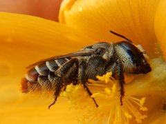 Austrothurgus rubricatus