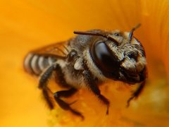 Austrothurgus rubricatus