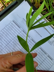 Lilium michiganense