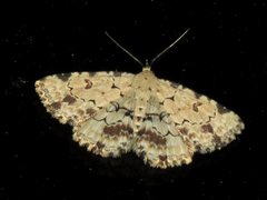 Sandava scitisignata