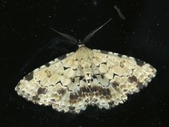 Sandava scitisignata