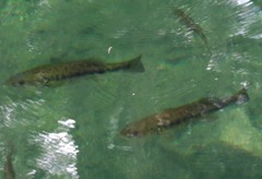 Micropterus treculii