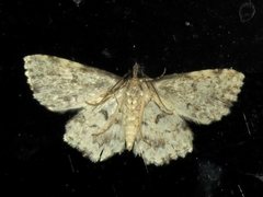 Sandava scitisignata