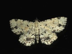 Sandava scitisignata