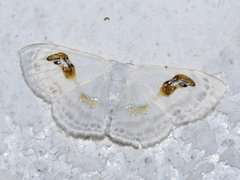 Problepsis digammata