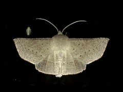 Oenochroma subustaria