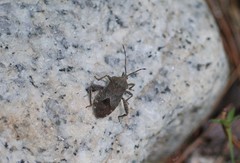 Acanthocoris sordidus