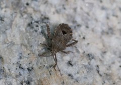 Acanthocoris sordidus