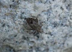 Acanthocoris sordidus