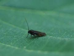 Scythris sinensis