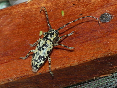 Freadelpha eremita