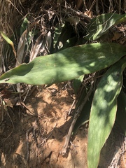 Sansevieria concinna
