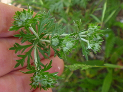 Potentilla argentea