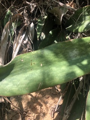 Sansevieria concinna