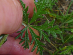 Potentilla argentea