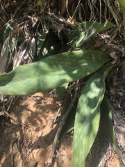 Sansevieria concinna