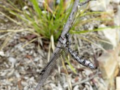 Pilacmonotus sabulosus