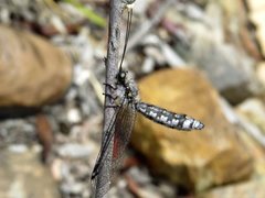 Pilacmonotus sabulosus