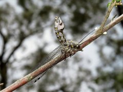 Pilacmonotus sabulosus