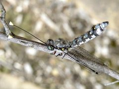 Pilacmonotus sabulosus