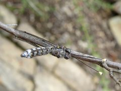 Pilacmonotus sabulosus