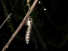 Pilacmonotus sabulosus