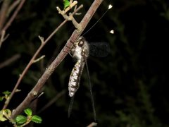 Pilacmonotus sabulosus