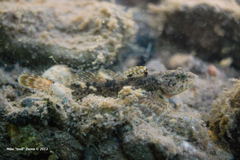 Cottus beldingii