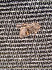 Neumichtis mesophaea