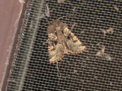 Neumichtis mesophaea