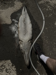 Atractosteus spatula