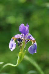 Iris sanguinea