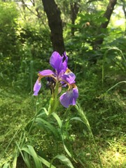 Iris sanguinea